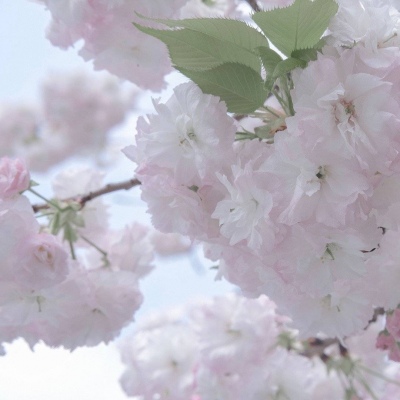 仁寿福瑞交流群